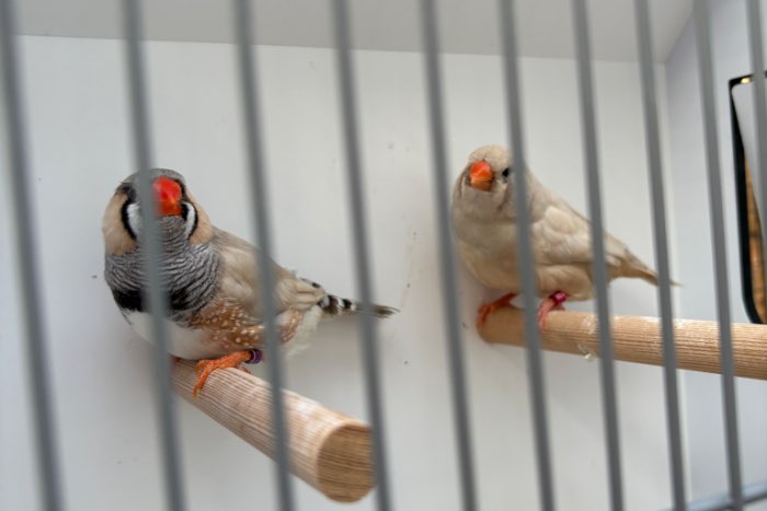 koppel pastel zebravinken