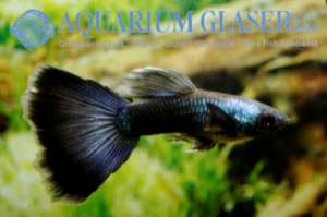vermiljoen vissen guppies