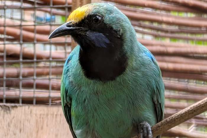 chloropsis aurifrons inornata