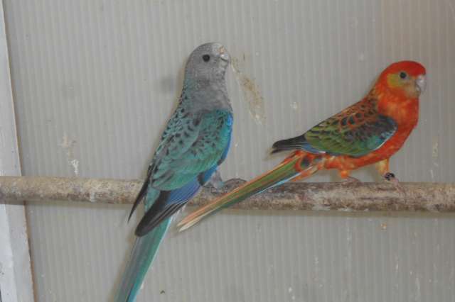 stanley rosellas