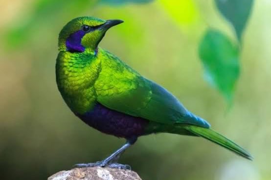 emeraldspreeuwen