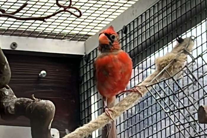 rode cardinaal