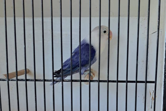fischeri df.violet opaline 2024