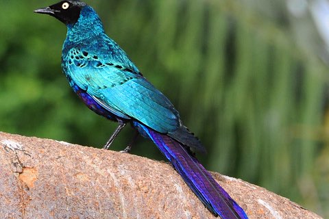 3-2 langstaart glansspreeuw (lamprotornis caudatus)