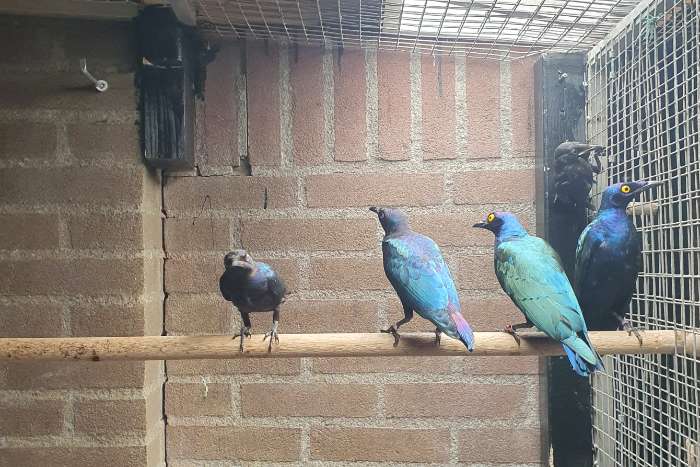 koppel purper glans spreeuwen