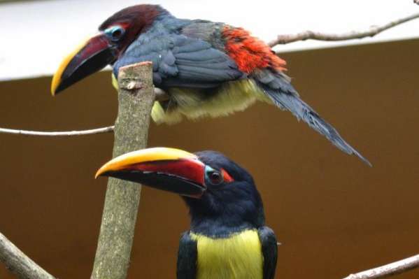1-2 groene aracari