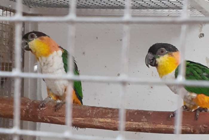 zwartkop caiques