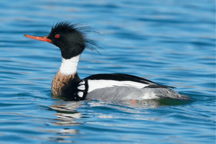 middelste zaagbekken (red-breasted merganser)