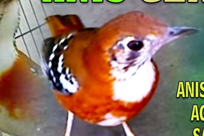 timor lijster ( peronii lijster )