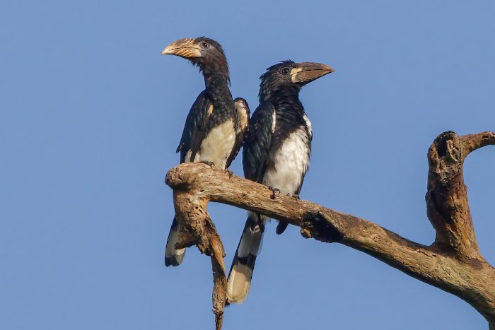1-2 fluitneushoornvogel (bycanistes fistulator)
