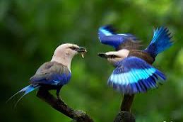 3-2 blauwbuik scharrelaar (coracias cyanogaster)