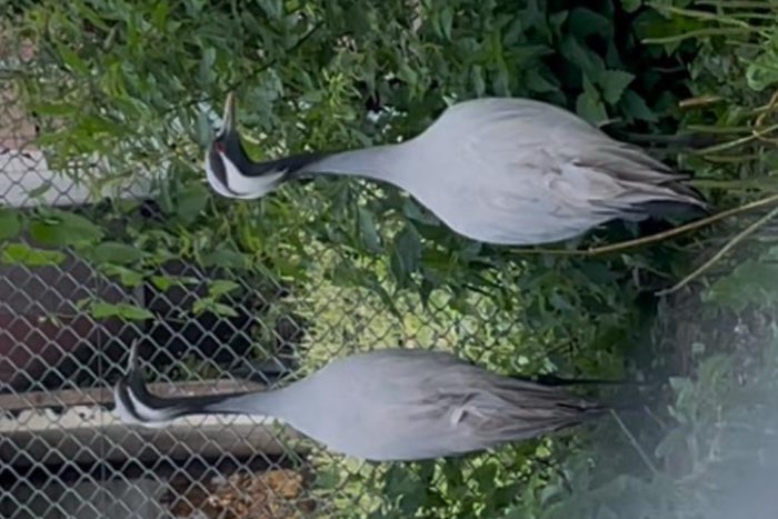 kweekpaar jufferkraanvogels