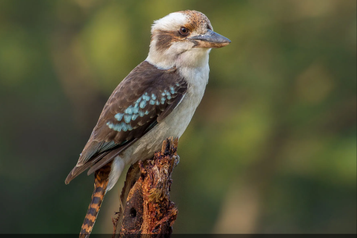 1.1.0 kookaburra