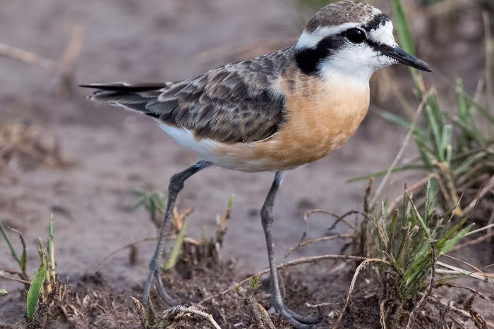 hirtenregenpfeifer( charadrius pecuarius)