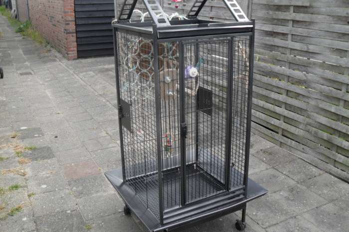 div kooien