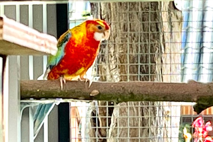 opaline witvleugel bont rosella pop ek 2025