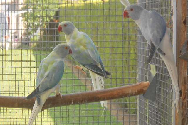 bleekstaart opaline en splitten 2025