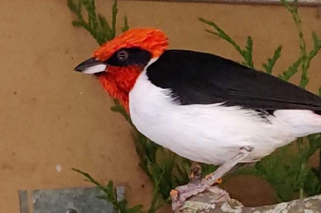 paroaria nigrogenis.
