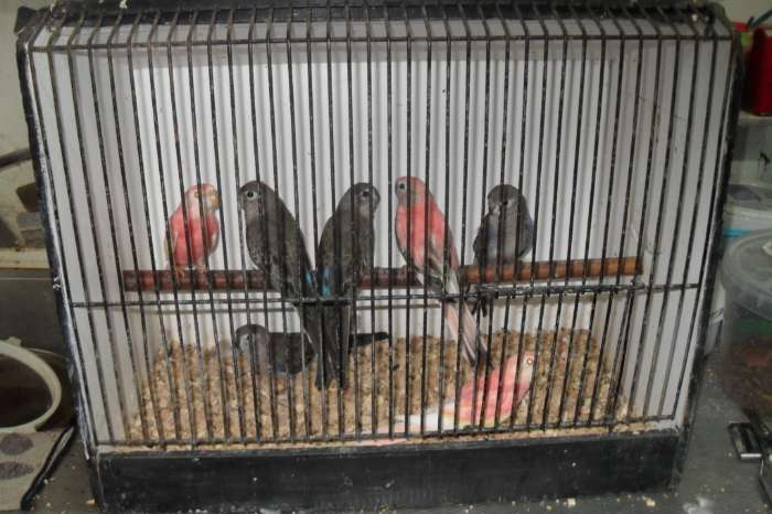 bourks parkietjes 30 aug op beurs nrd wijkerhout nu thuis