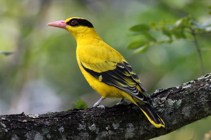 mooie vogels te koop
