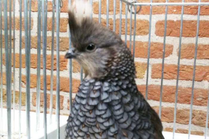 blauwschubben kwartels