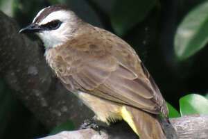 wenkbraun buulbuul, pycnonotus goiavier