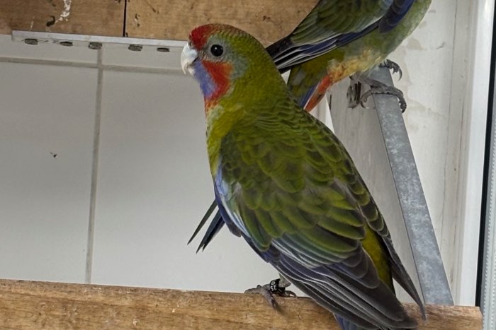 adelaide rosella’s