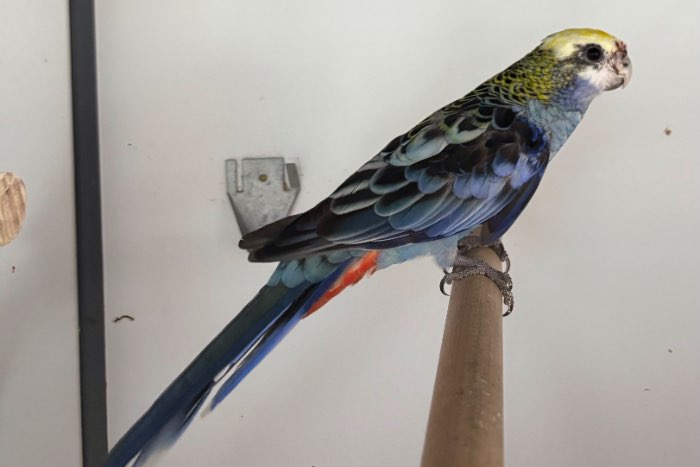 blauwwang rosella