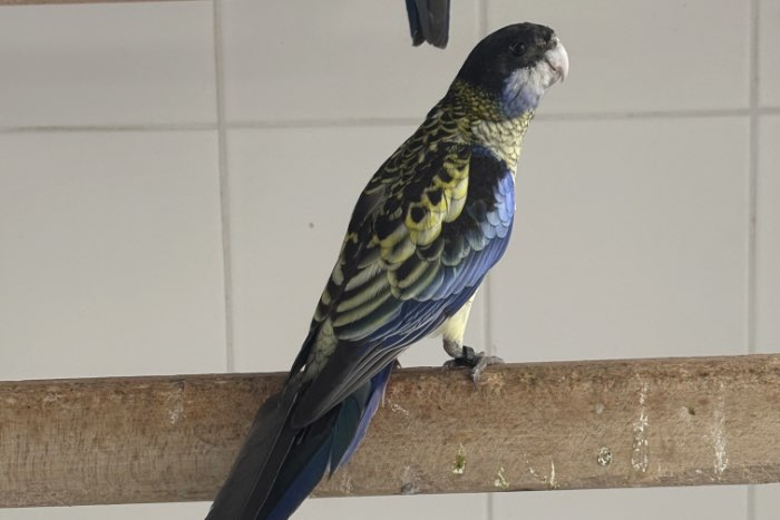 brown rosella.s