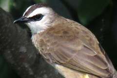 wenkbraun buulbuul, pycnonotus goiavier