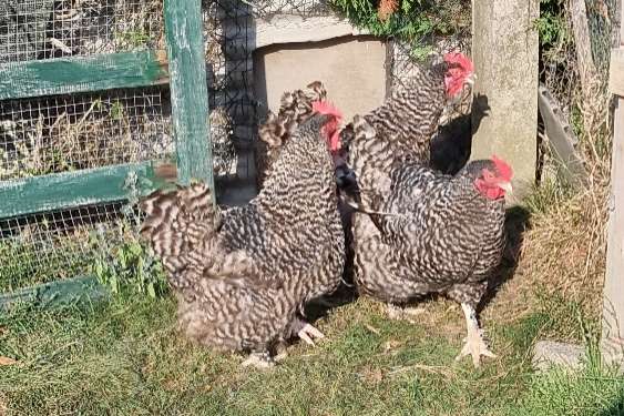 mechelse koekoeken hennen zuiverras en zware