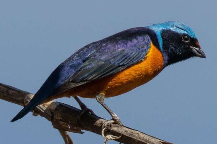 blauwkaporganist, cholorophonia elegantissima