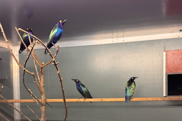 2-2 purperglansspreeuwen (lamprotornis purpureus)