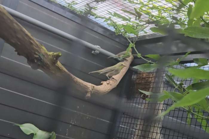 aangeboden 2.0 kaapse brilvogels (zosterops virens)