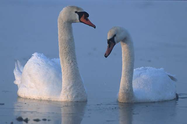 oorspronkelijke watervogels