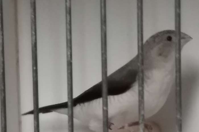te koop grijze en bruingrijze zilverbekken in hardenberg