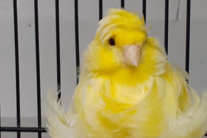 2 parijse frise poppen gezocht