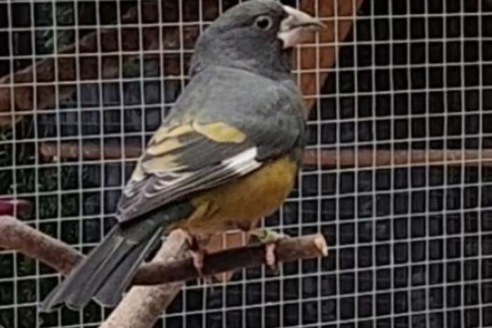 wacholder kernbijters (mycerobas carnipes)
