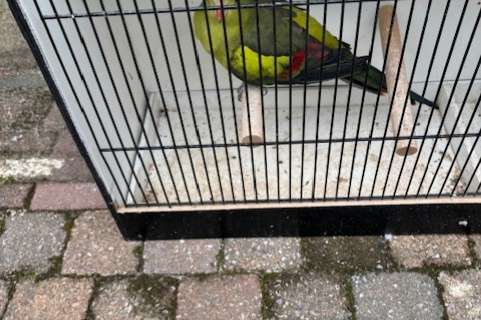 bergparkiet pop