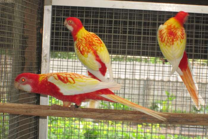rubino rosella's
