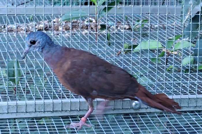 blauwkop bosduif / turtur brehmeri