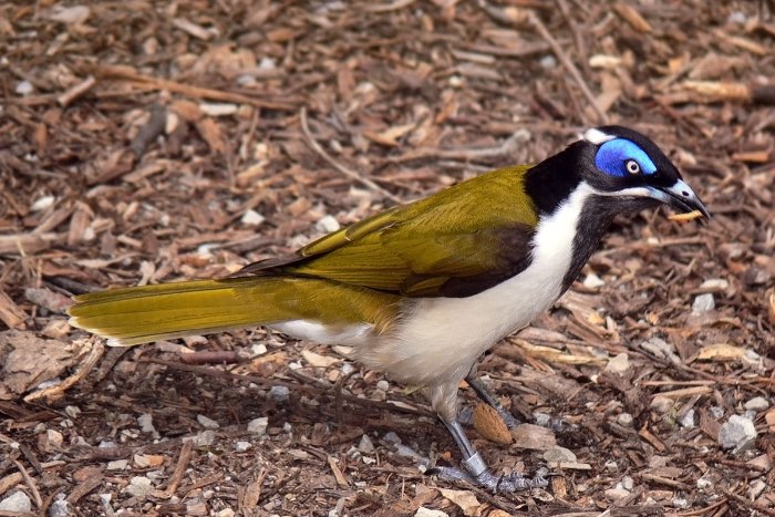 koppel blauwwanghoningeters
