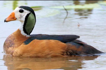 harlequin, pygmee, chinese zaagbek