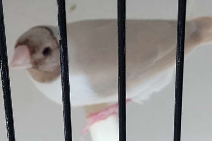 gouldamadines