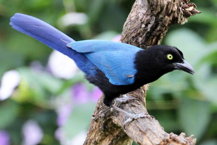 san blas gaai (cyanocorax sanblasianus) 2025