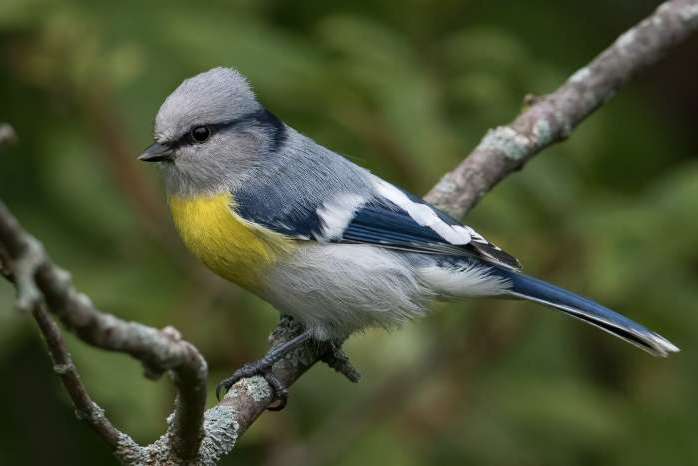 1-0  of 1-1 geelborstazuurmees ( parus flavipectus) gezocht