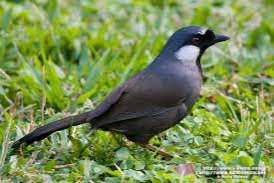 witwanglijstergaai man gevraagd (garrulax chinensis)