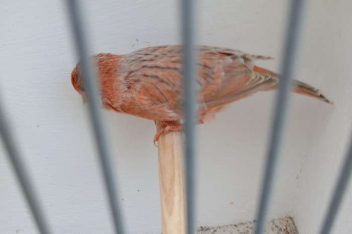 agaat pastel rood ivoor
