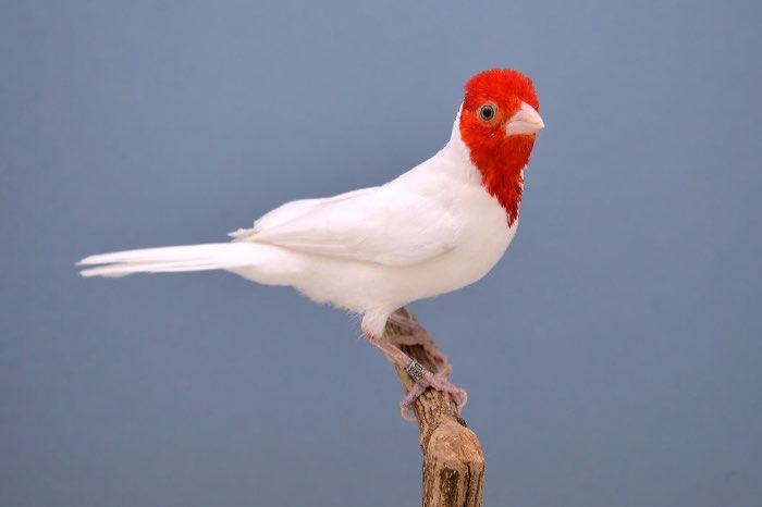 vervolg diefstal vogels