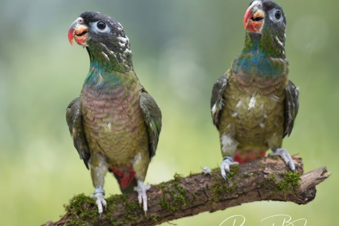 3-3 pionus sordidus nominaat roodsnavel